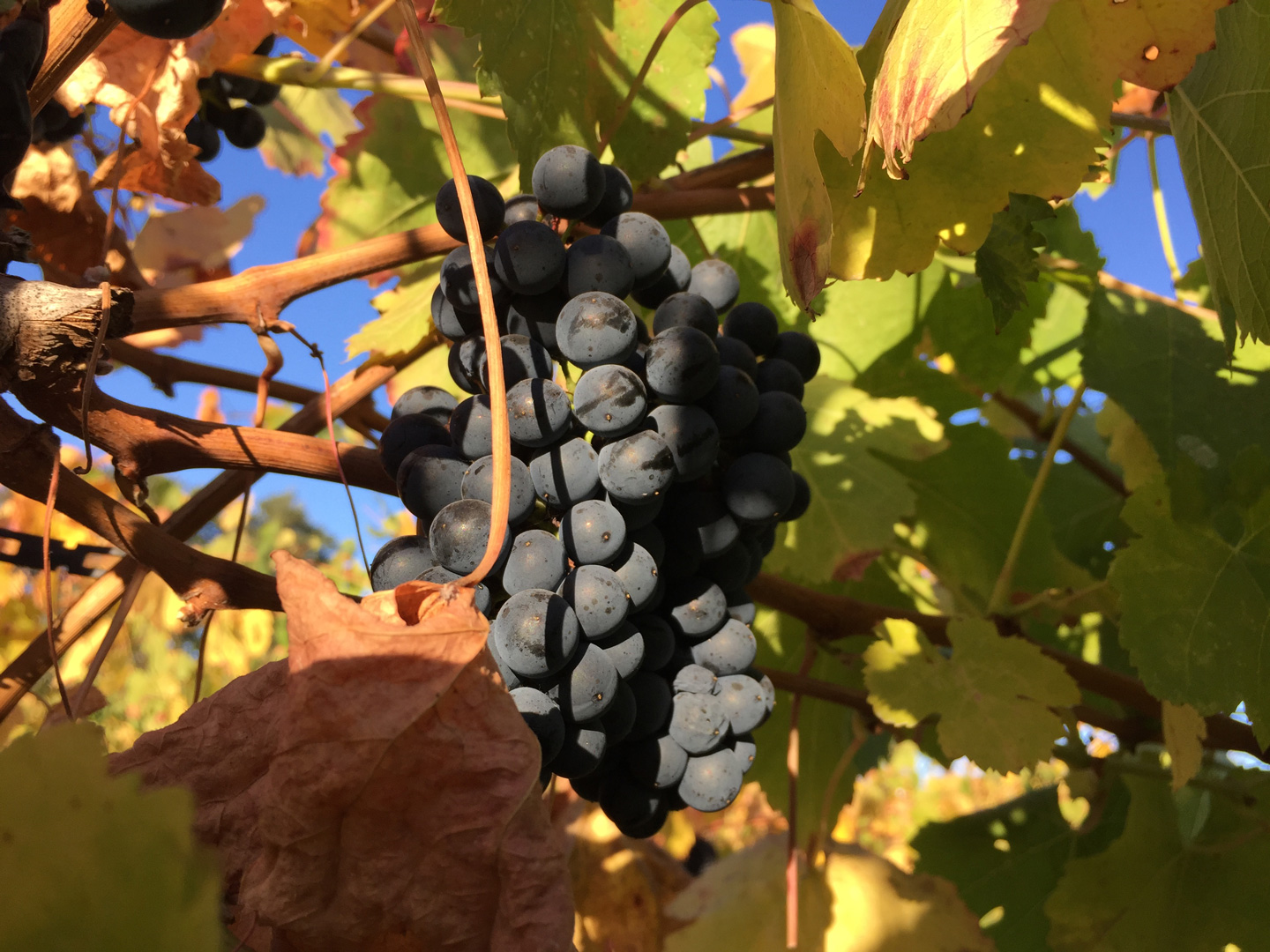 the vineyard at harvest